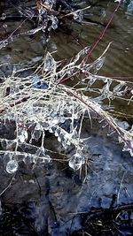 Close-up of leaf floating on water