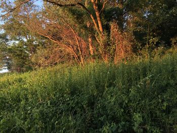 Plants growing on field