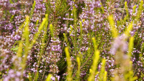 Full frame shot of purple flowers blooming on field