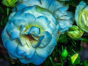 High angle view of flowering plant