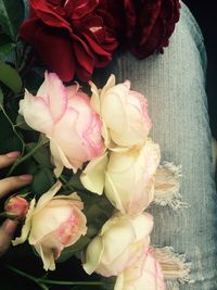 Close-up of pink rose