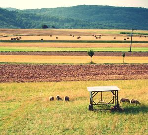 Scenic view of farm