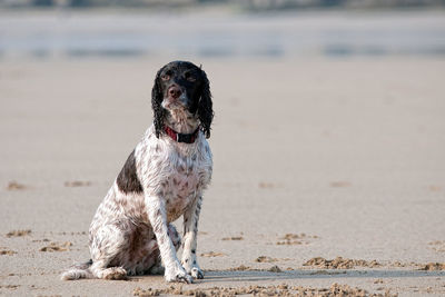 Portrait of a dog on calm beach