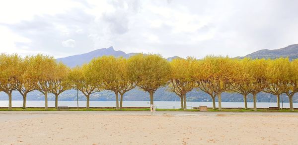 Panoramic view of trees on beach against sky