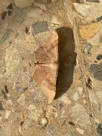 High angle view of dry leaf on rock