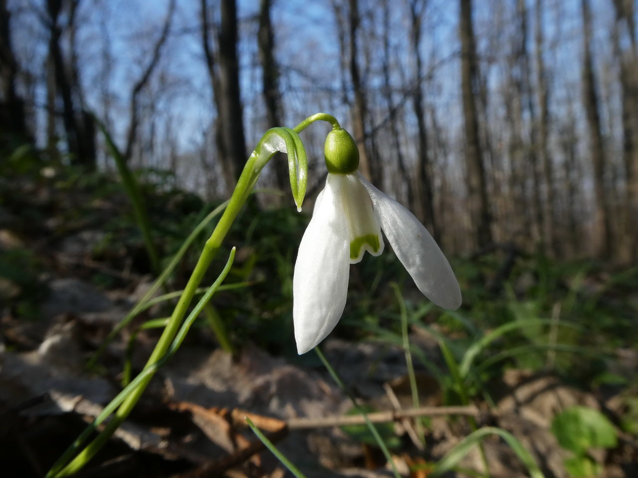 CLOSE-UP OF WHITE FLOWERING PLANT IN SUNLIGHT