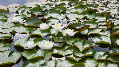 Close-up of white water lily amidst leaves