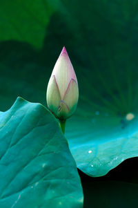 Close-up of lotus water lily