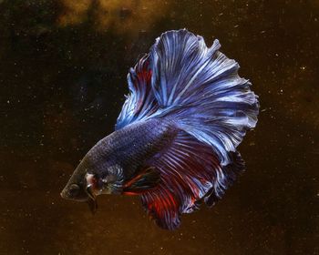 Close-up of fish swimming in sea