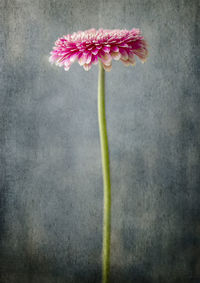 Close-up of pink flower against white background