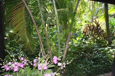 Close-up of flowering plants and trees in park