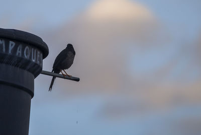 Low angle view of bird perching on metal