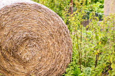 Close-up of hay bales on field