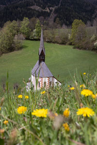 Yellow flowering plants on field