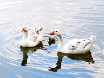 Ducks swimming in lake