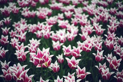 Close-up of pink flowers blooming outdoors