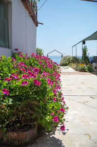 Pink flowers blooming in park