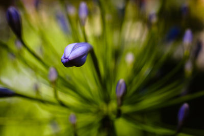 Close-up of purple flowering plant