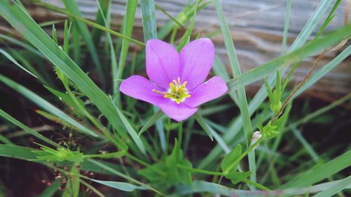 Close-up of pink crocus flower on field