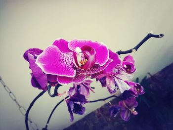 Close-up of purple flowers blooming outdoors