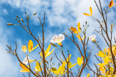 Low angle view of yellow flowering plants against sky
