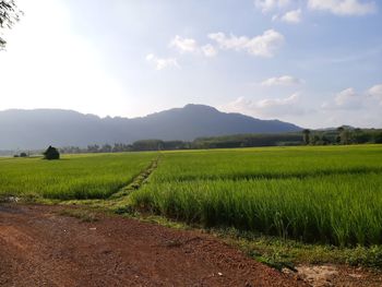 Scenic view of agricultural field against sky