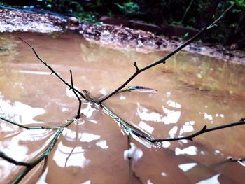 High angle view of wet plant by lake