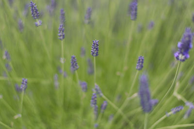 Close-up of purple flowers blooming in field