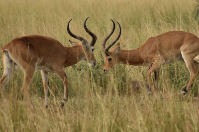 Deer in a field