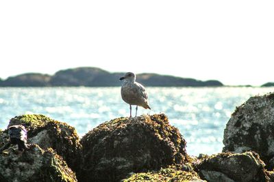 Seagull perching on rock by sea against clear sky