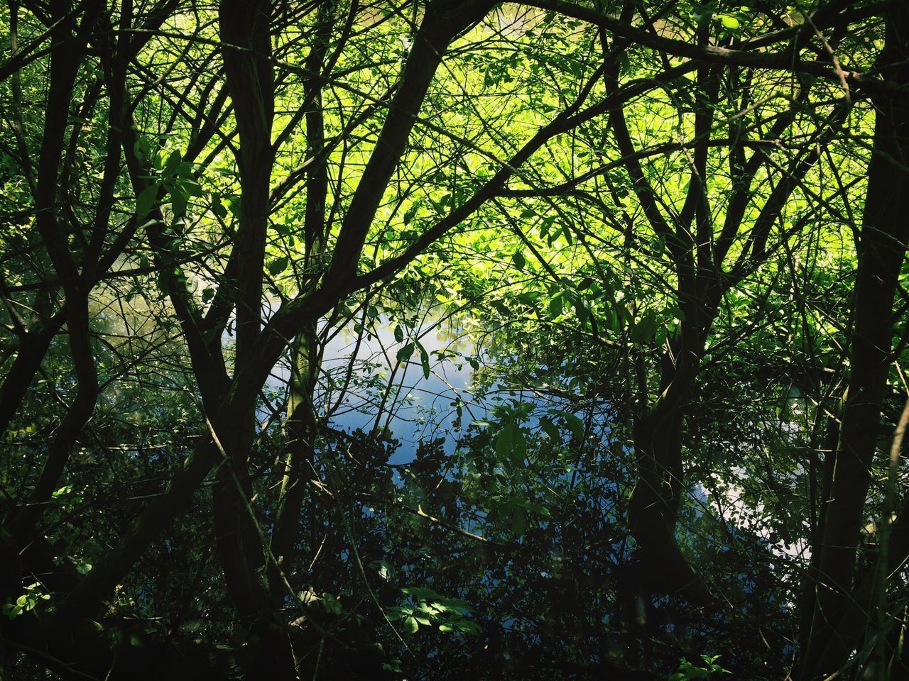 tree, growth, branch, tranquility, forest, nature, tree trunk, green color, low angle view, beauty in nature, tranquil scene, full frame, lush foliage, scenics, backgrounds, leaf, day, outdoors, no people, woodland