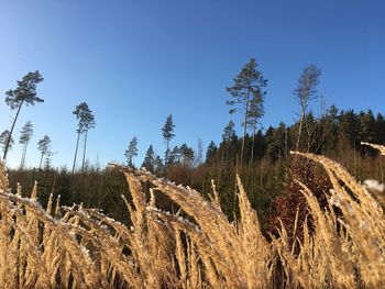 Low angle view of trees on field against clear blue sky