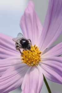 Close-up of bee on flower
