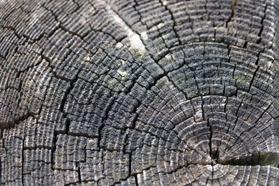 Full frame shot of tree stump