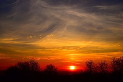 Silhouette trees against orange sky