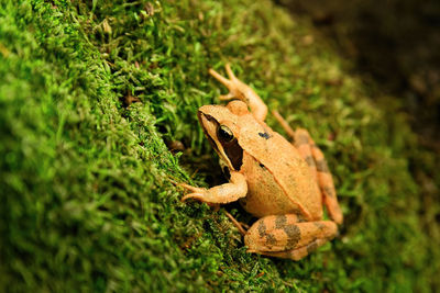 High angle view of a reptile on a field