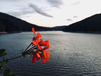 Close-up of flowers blooming by lake against sky