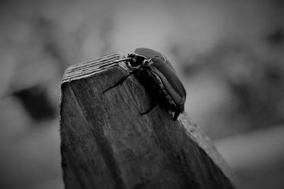 Close-up of bird perching on wood