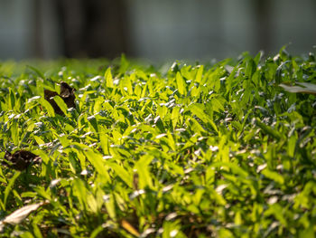 Close-up of plants growing on land