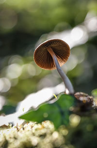 Close-up of mushroom growing on land