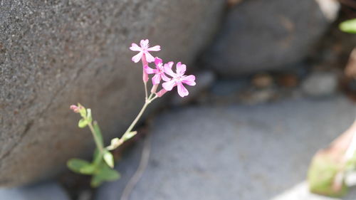 Close-up of pink flowering plant