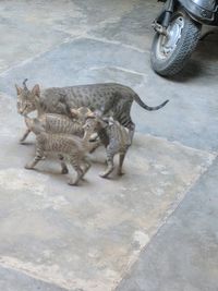 High angle view of a cat