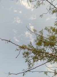 Low angle view of flowering plant against sky