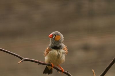 Close-up of bird perching on branch