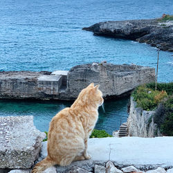 Cat on rock by sea