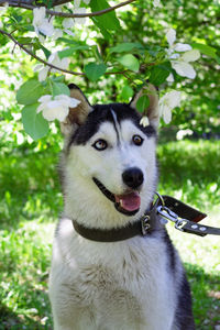 Portrait of smiling grey and white husky dog in a garden with blossom white flowers of apple tree.