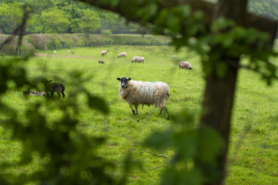 Sheep grazing in a field