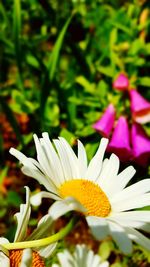 Close-up of white flowers