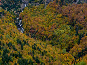 High angle view of trees in forest during autumn