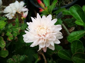 Close-up of white flowers blooming outdoors